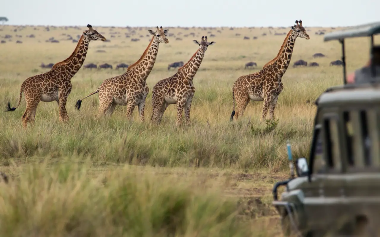 7 Days Northern Tanzania Safari & Cultural Encounter Game Drive