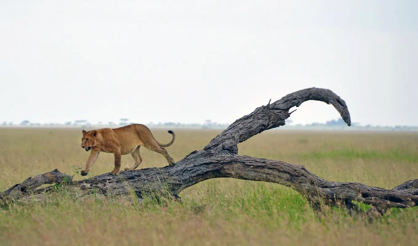 7 Days Northern Tanzania Safari & Cultural Encounter Game Drive