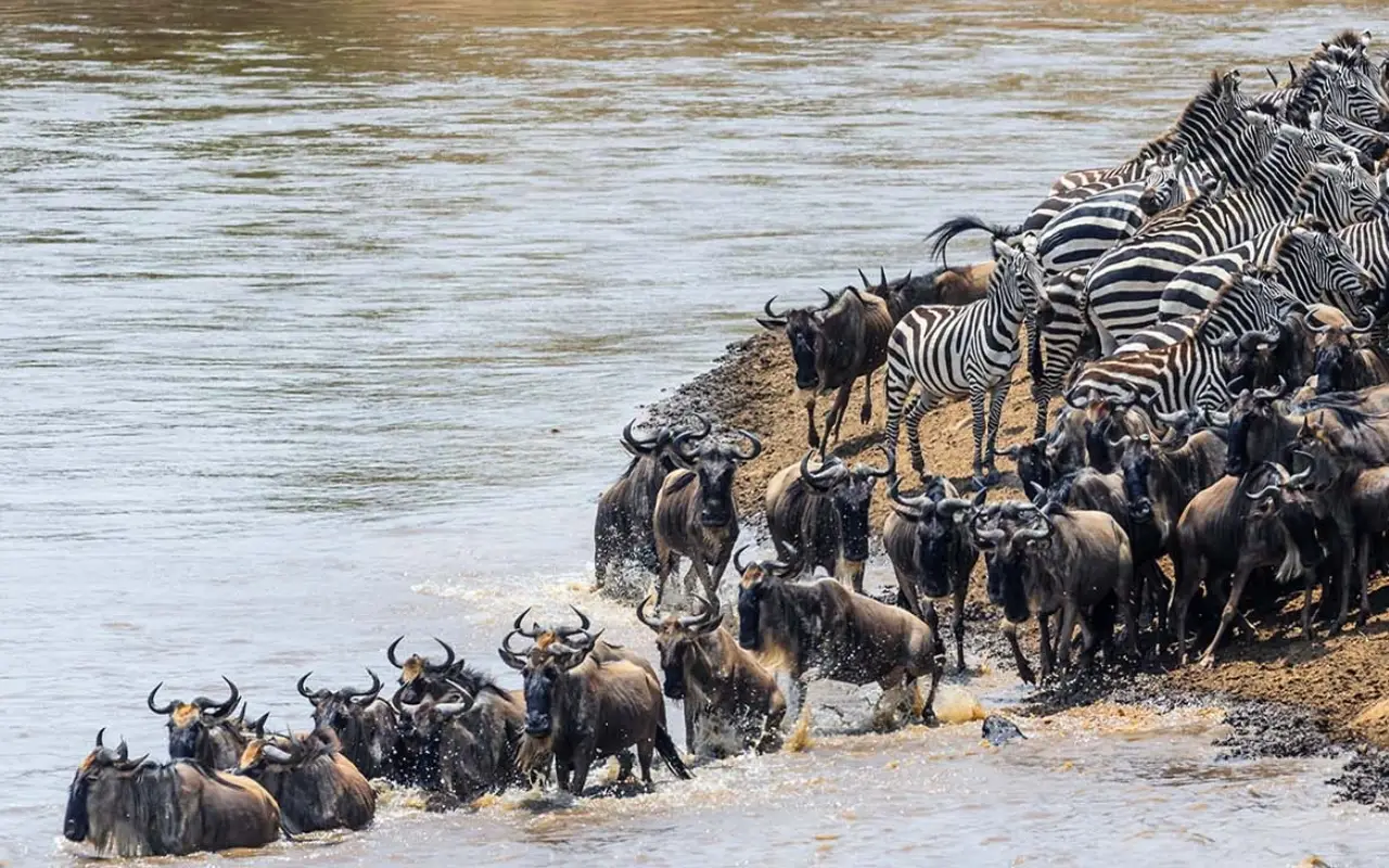 7 Days Northern Tanzania Safari & Cultural Encounter Game Drive