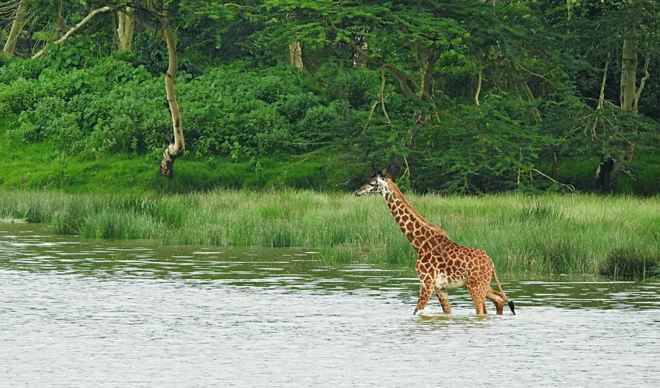 7 Days Northern Tanzania Safari & Cultural Encounter Game Drive