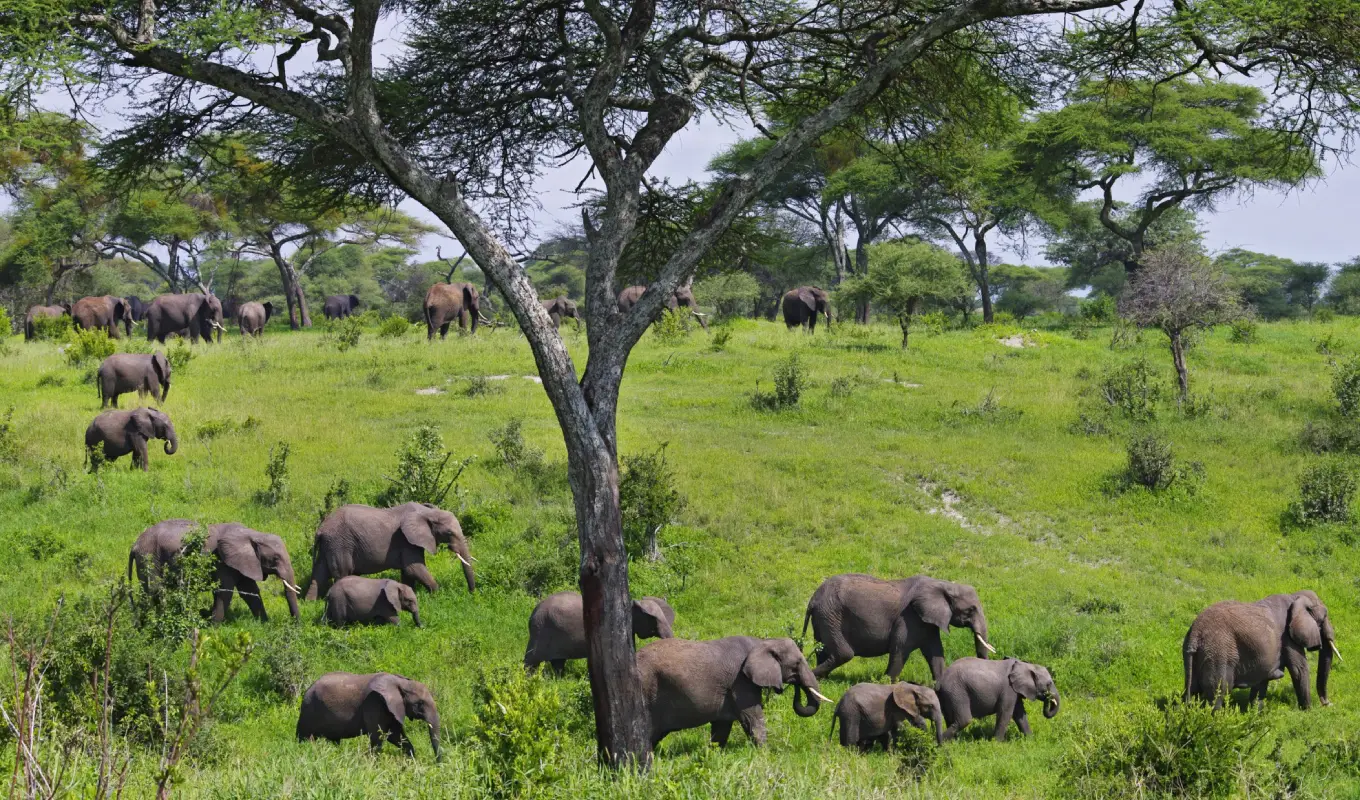 7 Days Northern Tanzania Safari & Cultural Encounter Game Drive