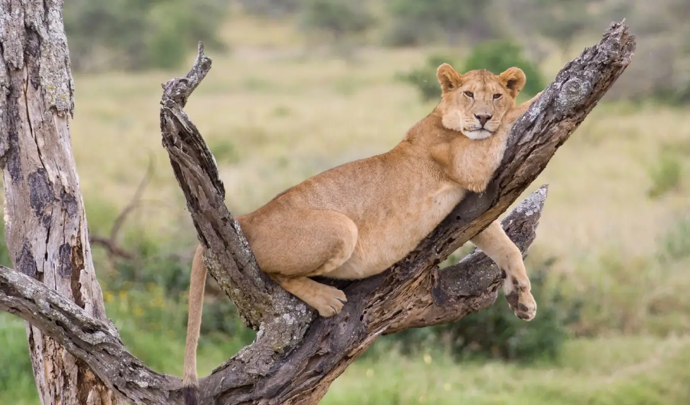 7 Days Northern Tanzania Safari & Cultural Encounter Game Drive