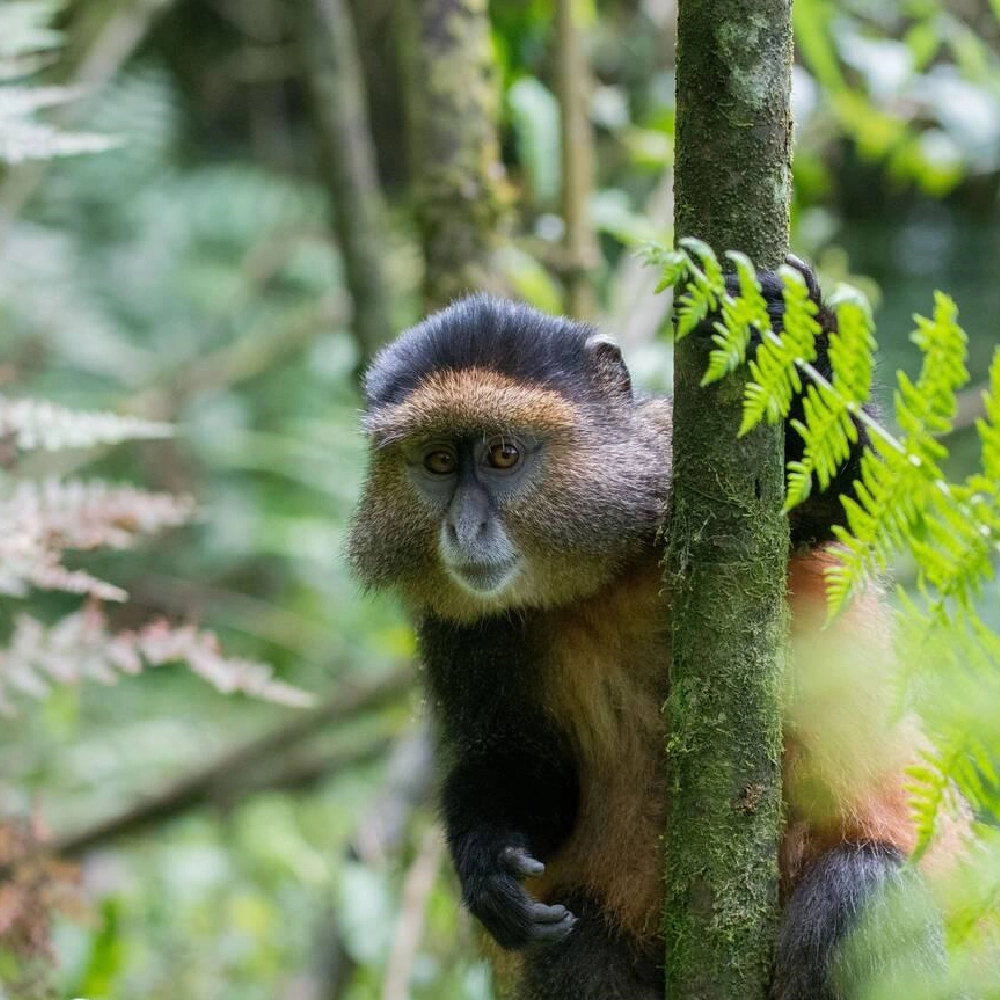 7 Days Rwanda Highlights Safari Attractions