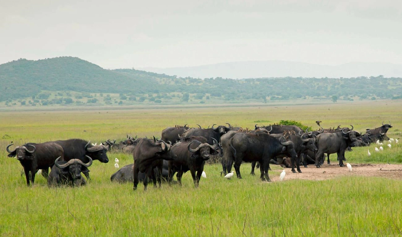 7 Days Rwanda Highlights Safari WildLife