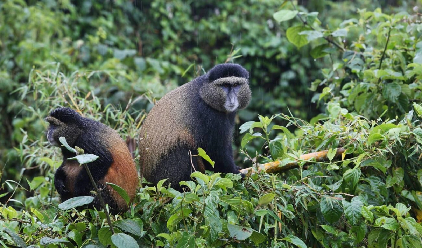 7 Days Rwanda Highlights Safari WildLife