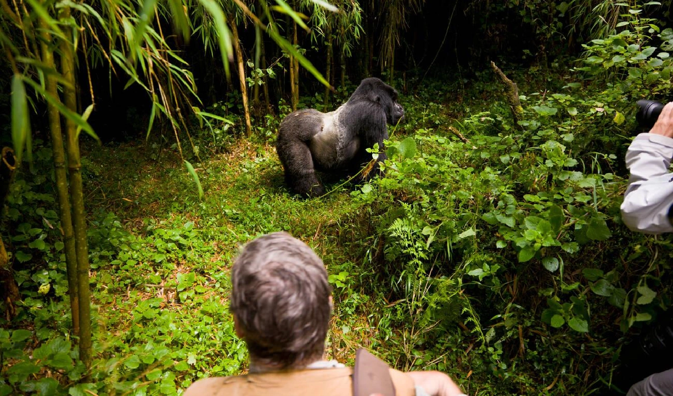 7 Days Rwanda Highlights Safari WildLife