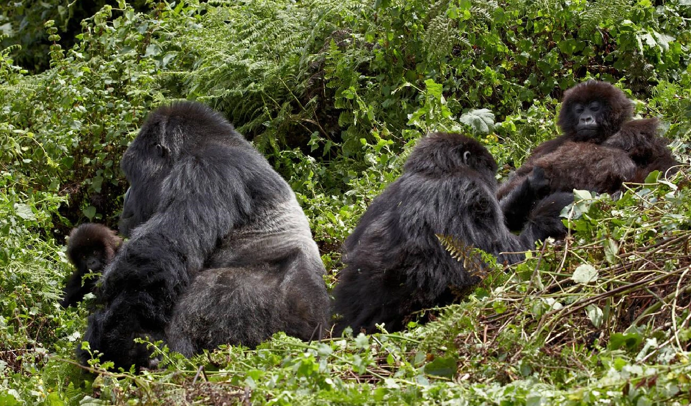 7 Days Rwanda Highlights Safari WildLife