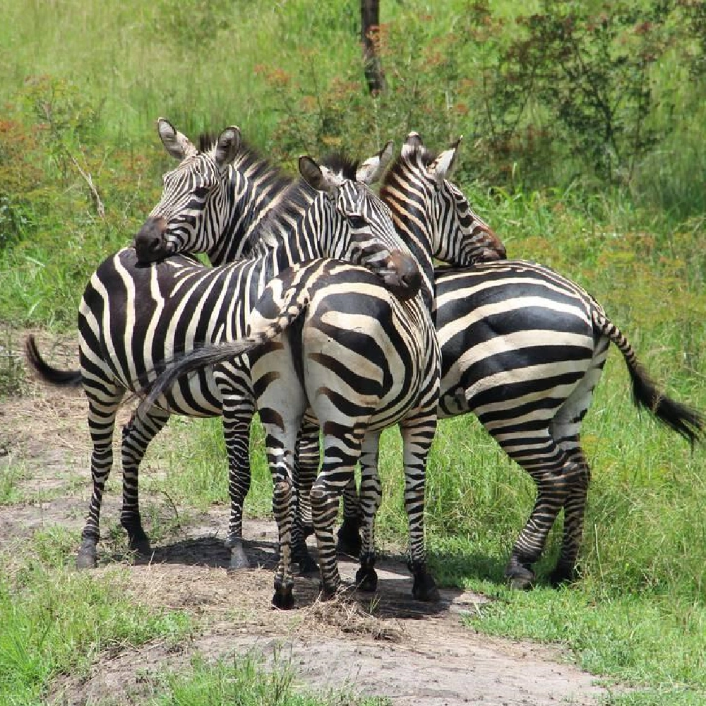 7 Days Rwanda Highlights Safari Attractions