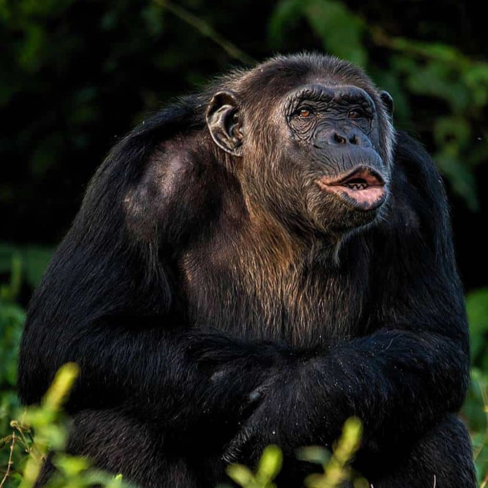 7 Days Rwanda Primate & Wildlife Safari Attraction