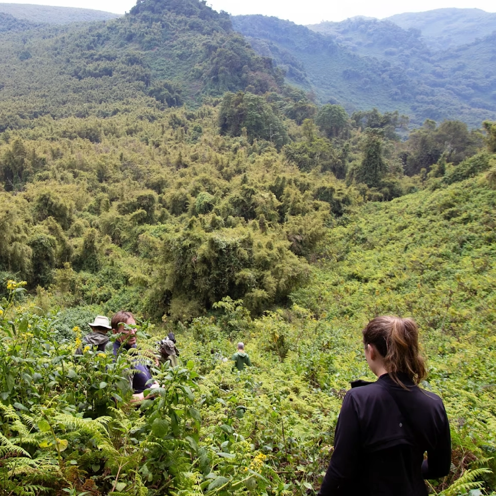 7 Days Rwanda Primate & Wildlife Safari Attraction