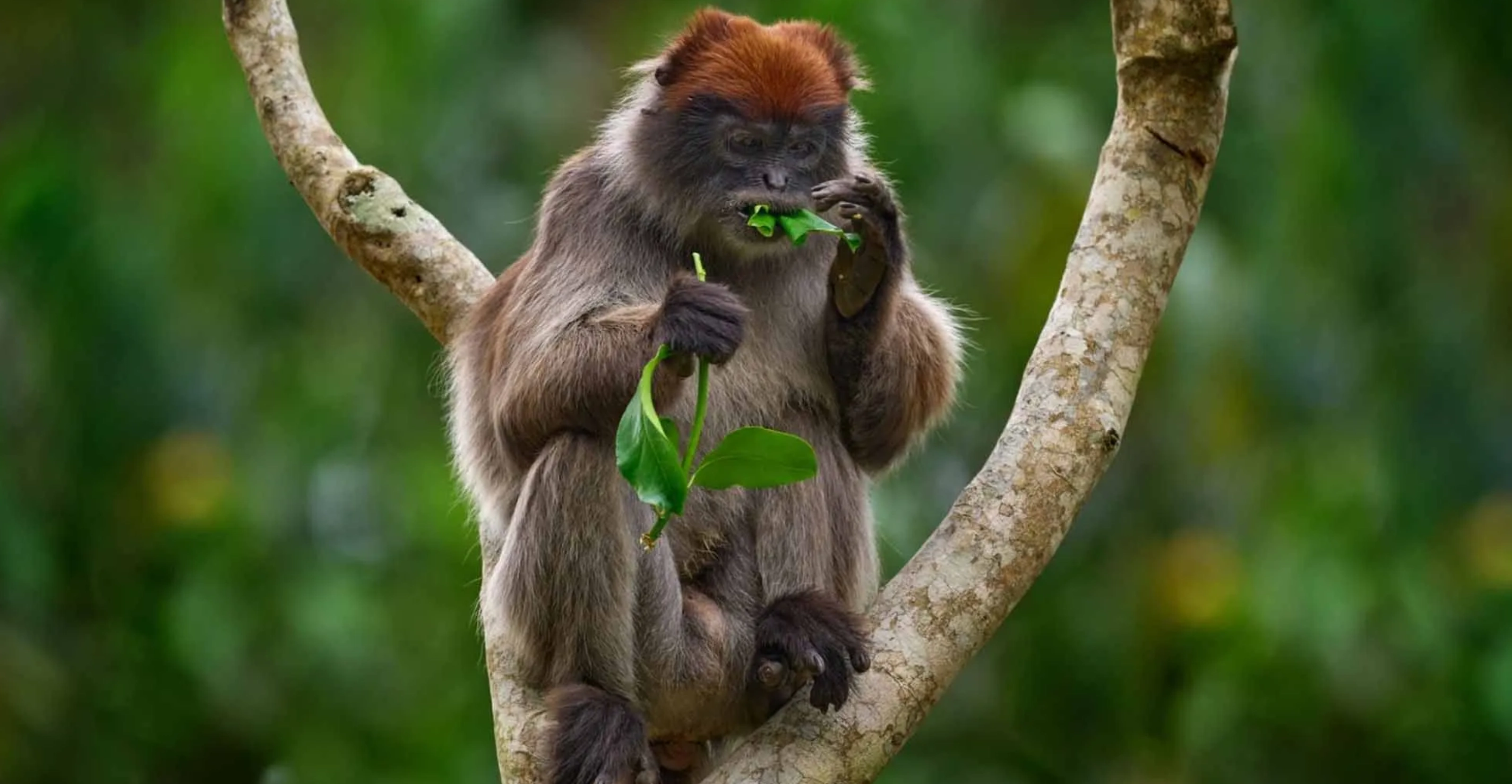 7 Days Rwanda Primate & Wildlife Safari