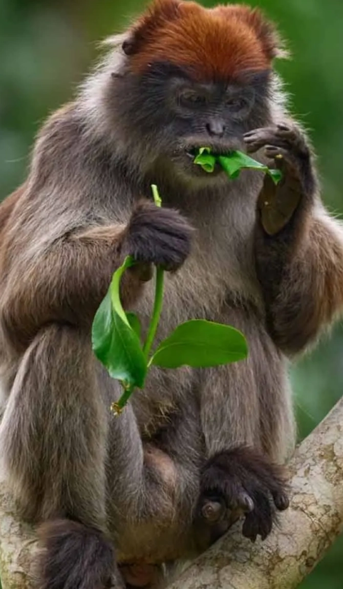 Rwanda Primate & Wildlife Safari