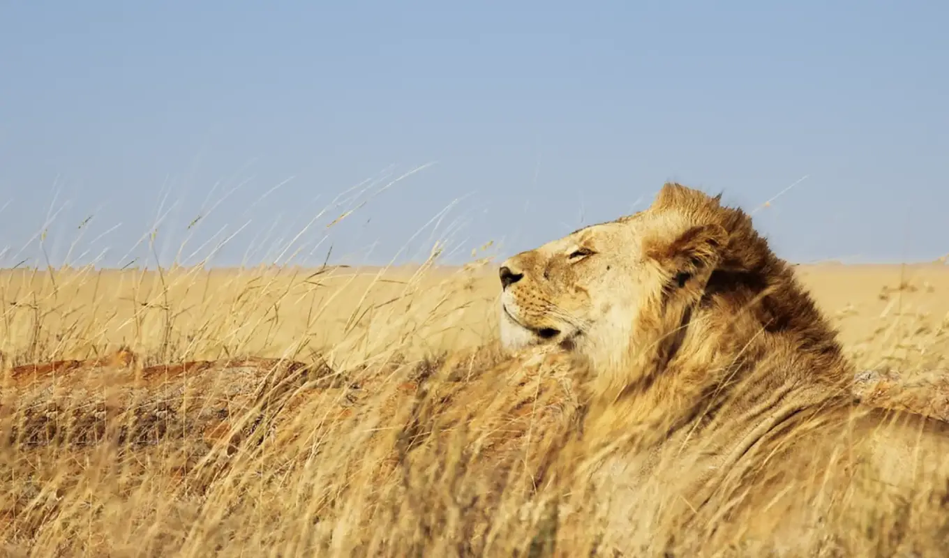 7-Days Treasures of North Tanzania Safari Serengeti