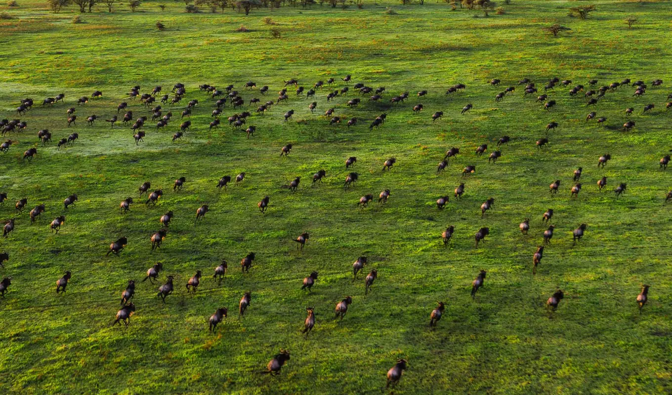 7-Days Treasures of North Tanzania Safari Serengeti