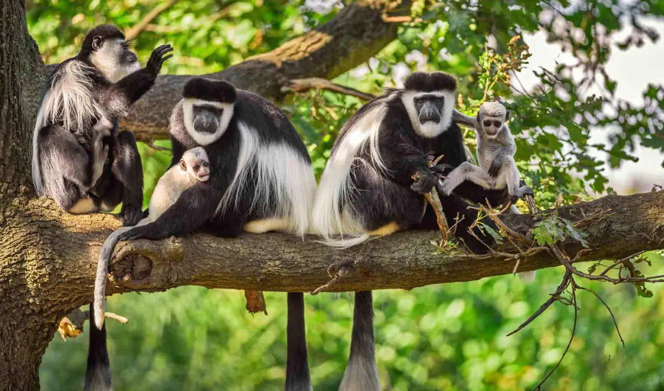 7-Days Treasures of North Tanzania Safari Arusha