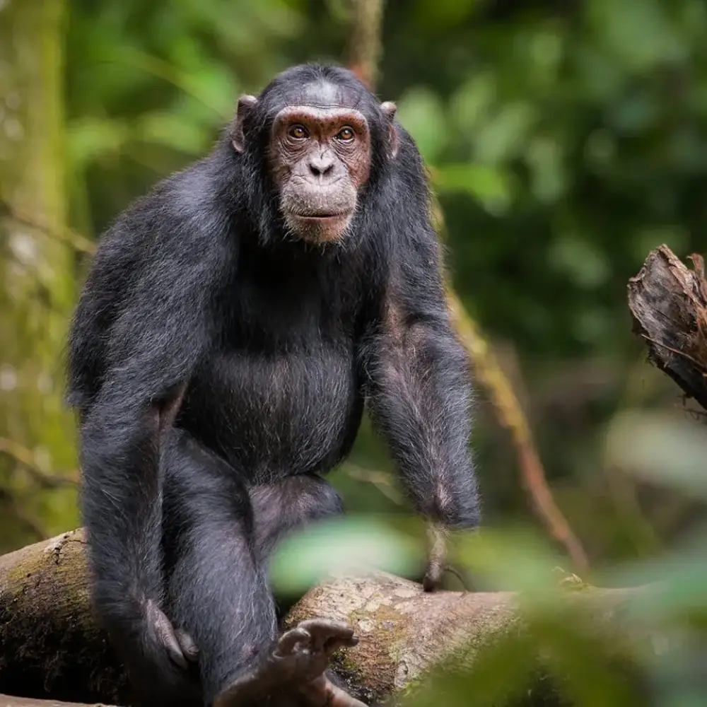 7 Days Uganda Highlights Safari Attraction