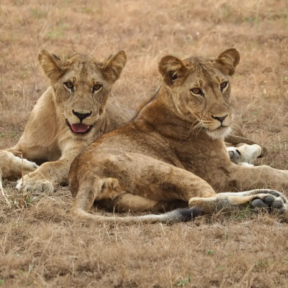7 Days Uganda Highlights Safari Attraction