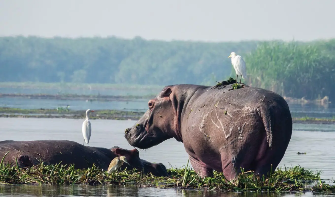 7 Days Uganda Highlights Safari Wildlife