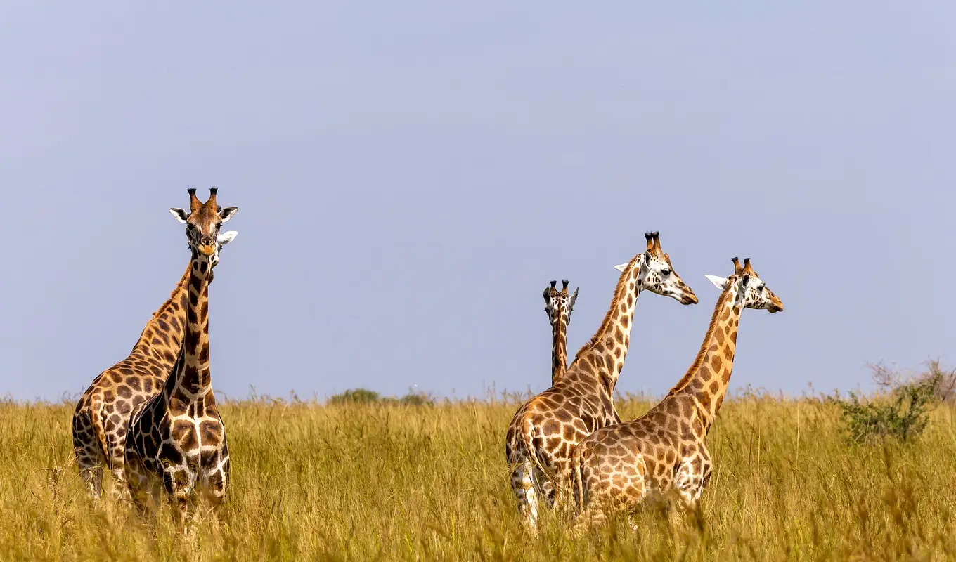 7 Days Uganda Highlights Safari Boat Safari