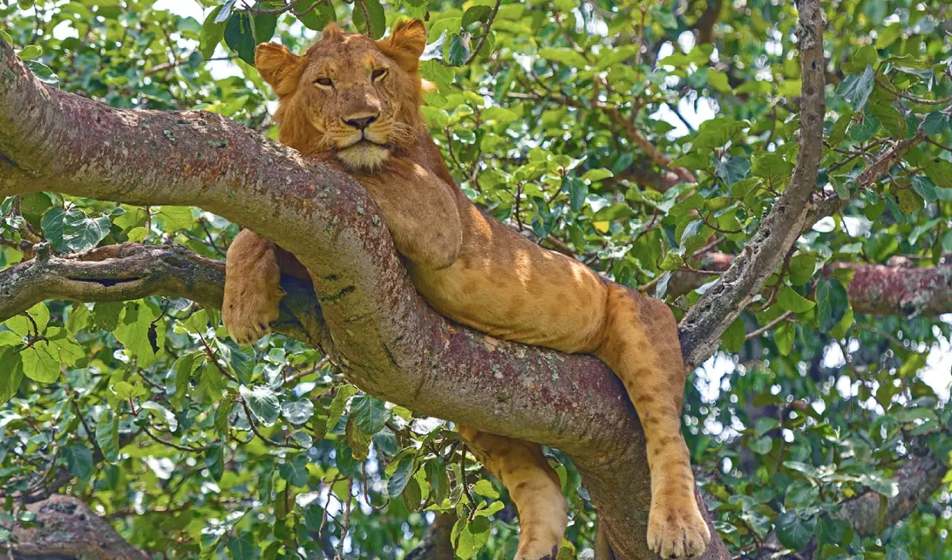 7 Days Uganda Highlights Safari Wildlife