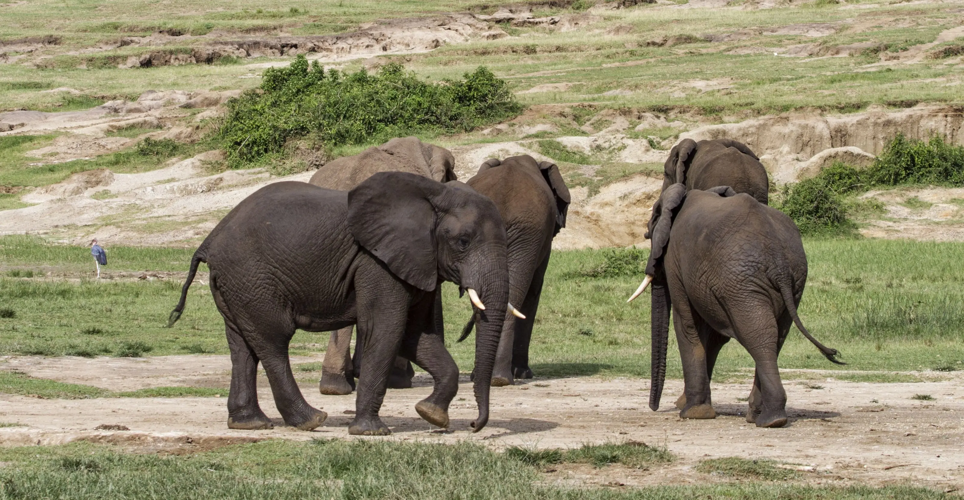 7 Days Uganda Highlights Safari