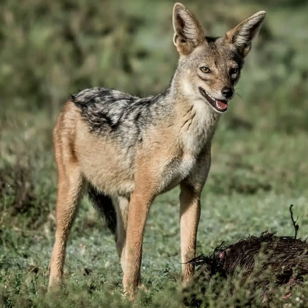 8 Days Discover Tanzania Northern Circuit 