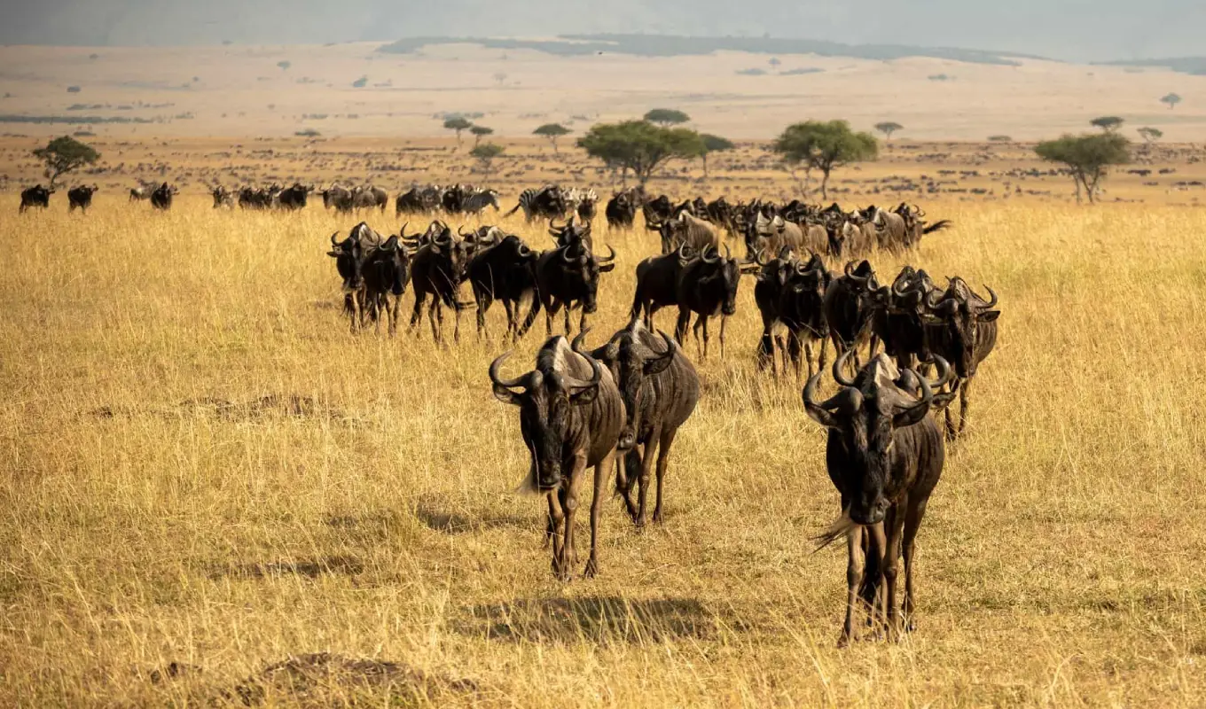 8 Days Discover Tanzania Northern Circuit Serengeti