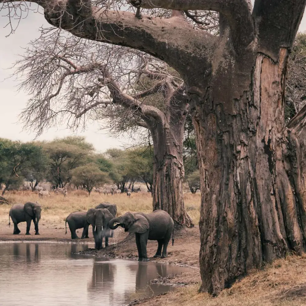 8 Days Discover Tanzania Northern Circuit 