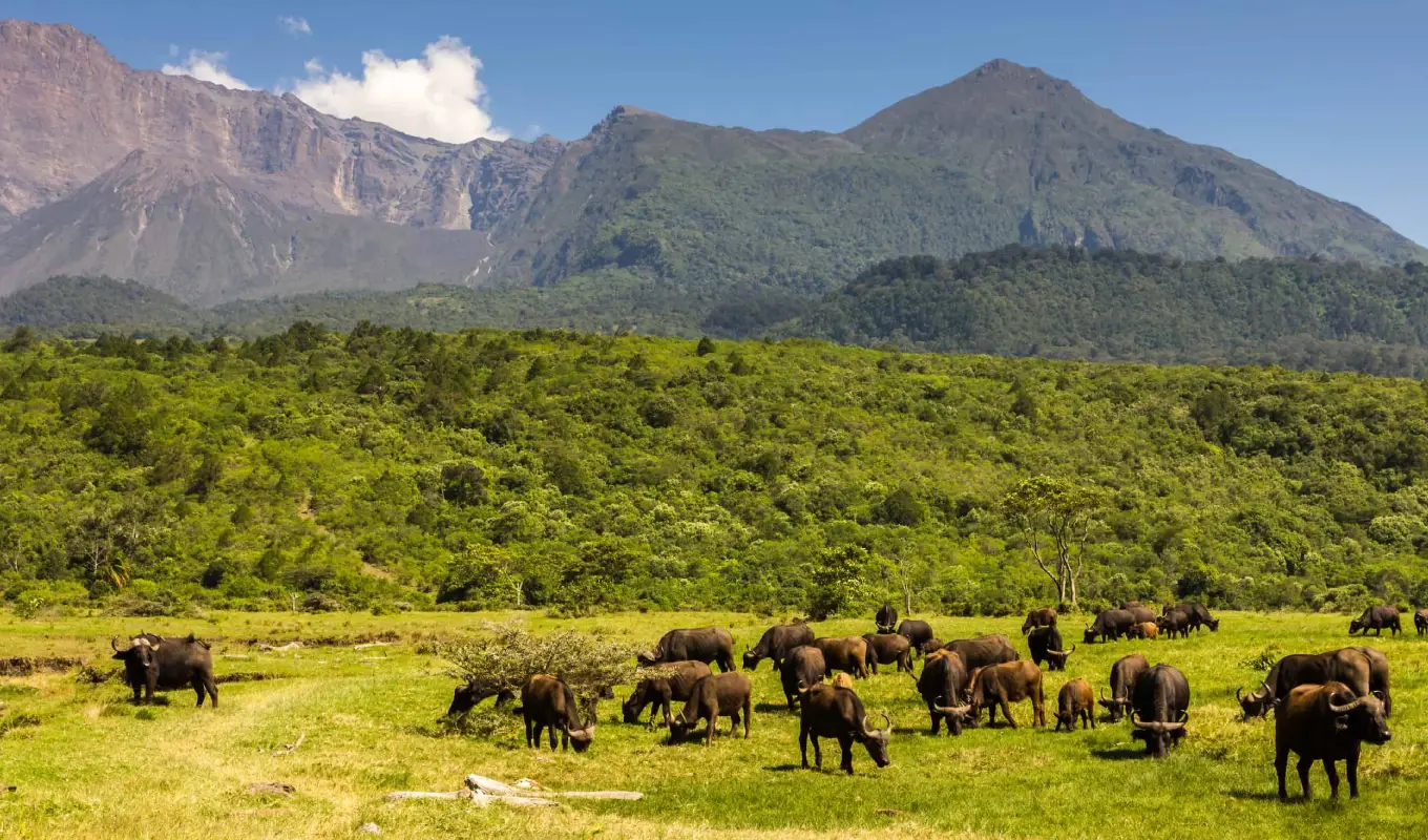 8 Days Discover Tanzania Northern Circuit Lake Manyara