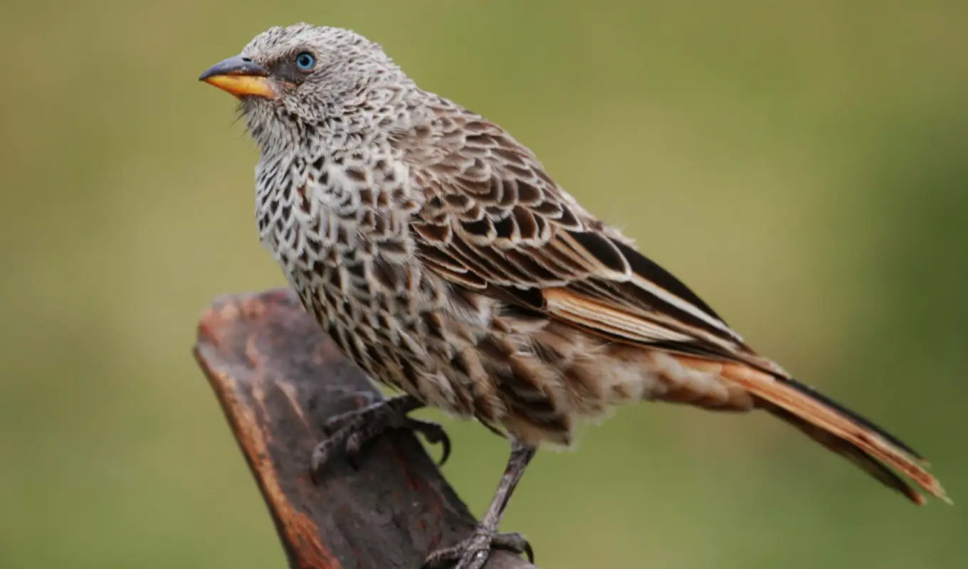 8 Days Discover Tanzania Northern Circuit Arusha