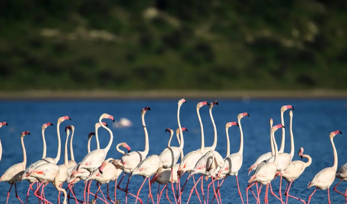 8 Days Discover Tanzania Northern Circuit Lake Manyara