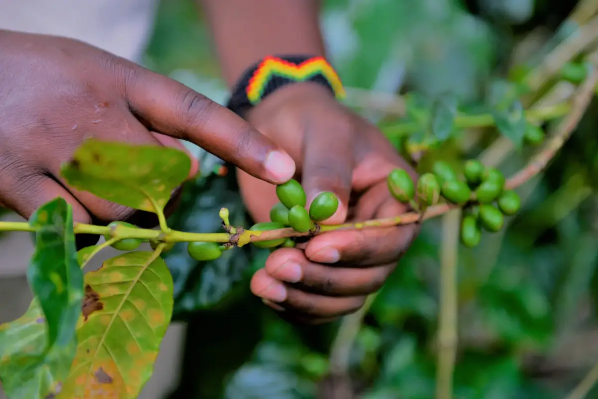 8 Days Discover Tanzania Northern Circuit Coffe tour