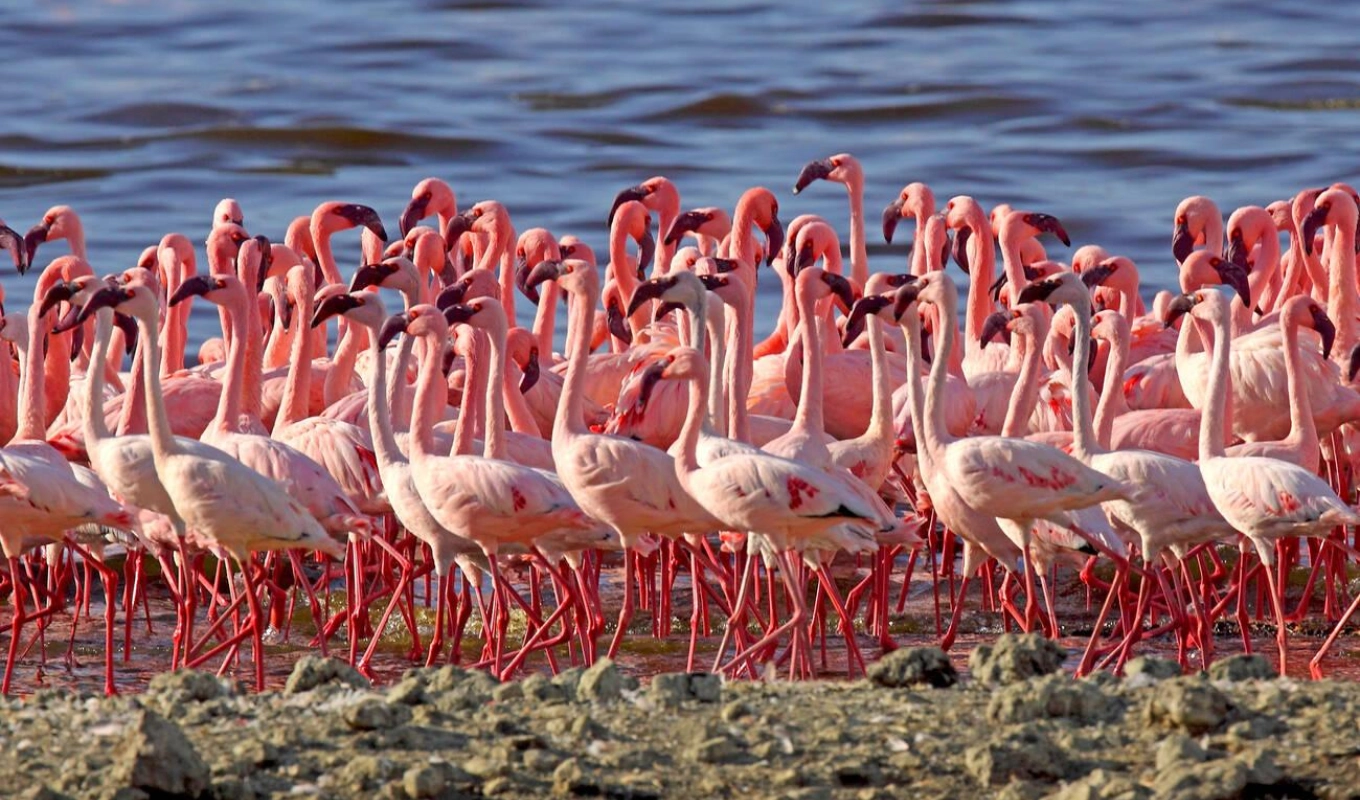 8 Days Kenya Safari Adventure Lake Bogoria