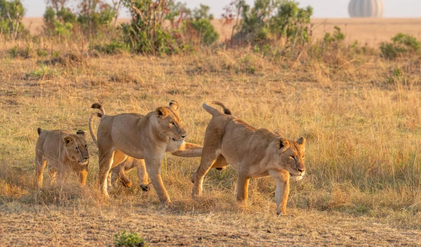 8 Days Kenya Safari Adventure Masai Mara