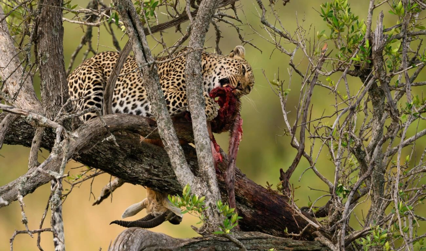 8 Days Kenya Safari Adventure Wildlife