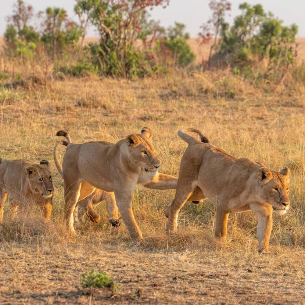 8 Days Kenya Safari Adventure Attractions