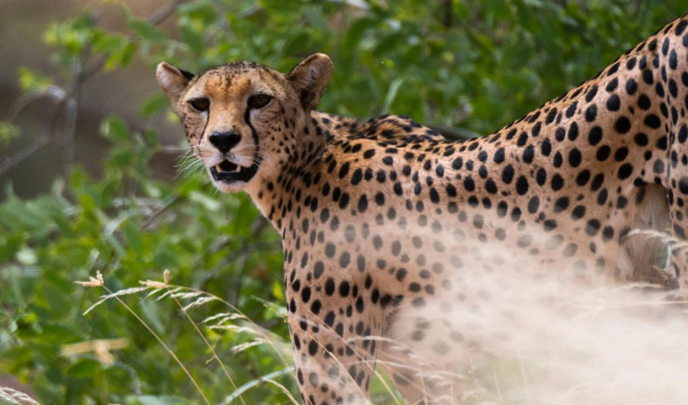 8 Days Kenya Safari Adventure Wildlife