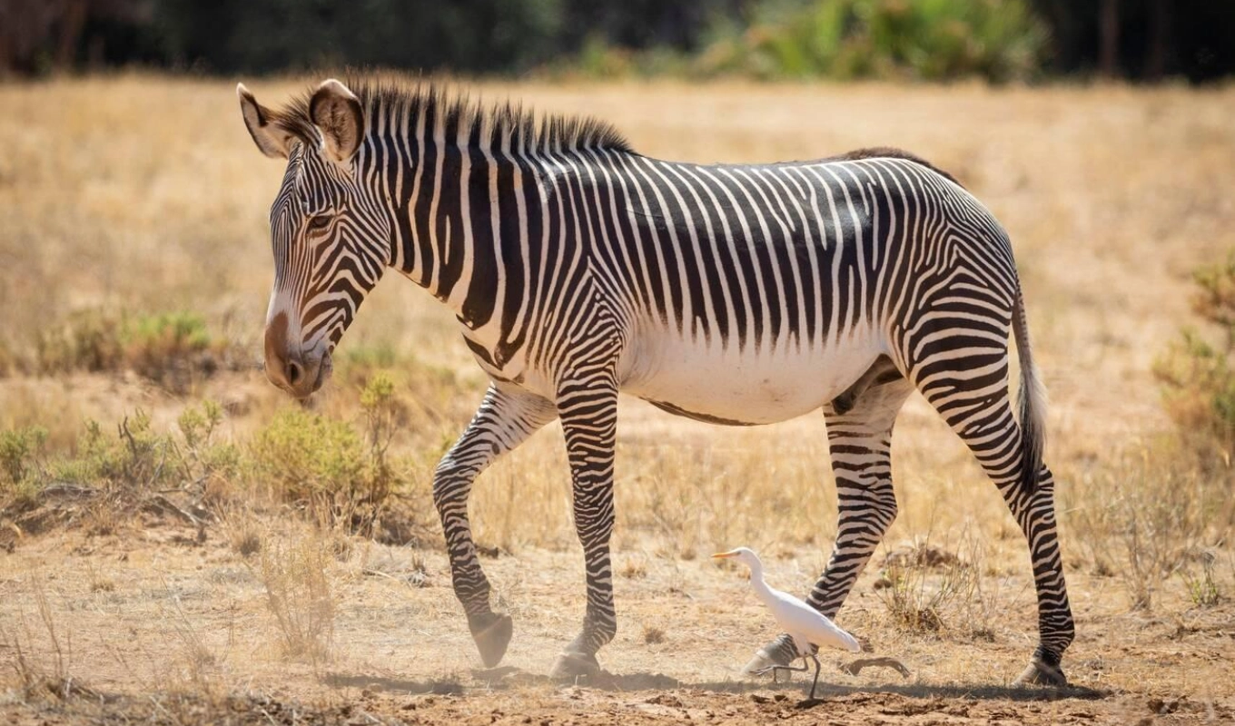 8 Days Kenya Safari Adventure Samburu National Reserve