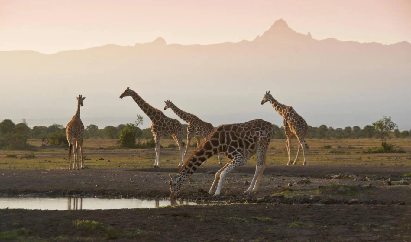 8 Days Kenya Safari Adventure Ol Pejeta