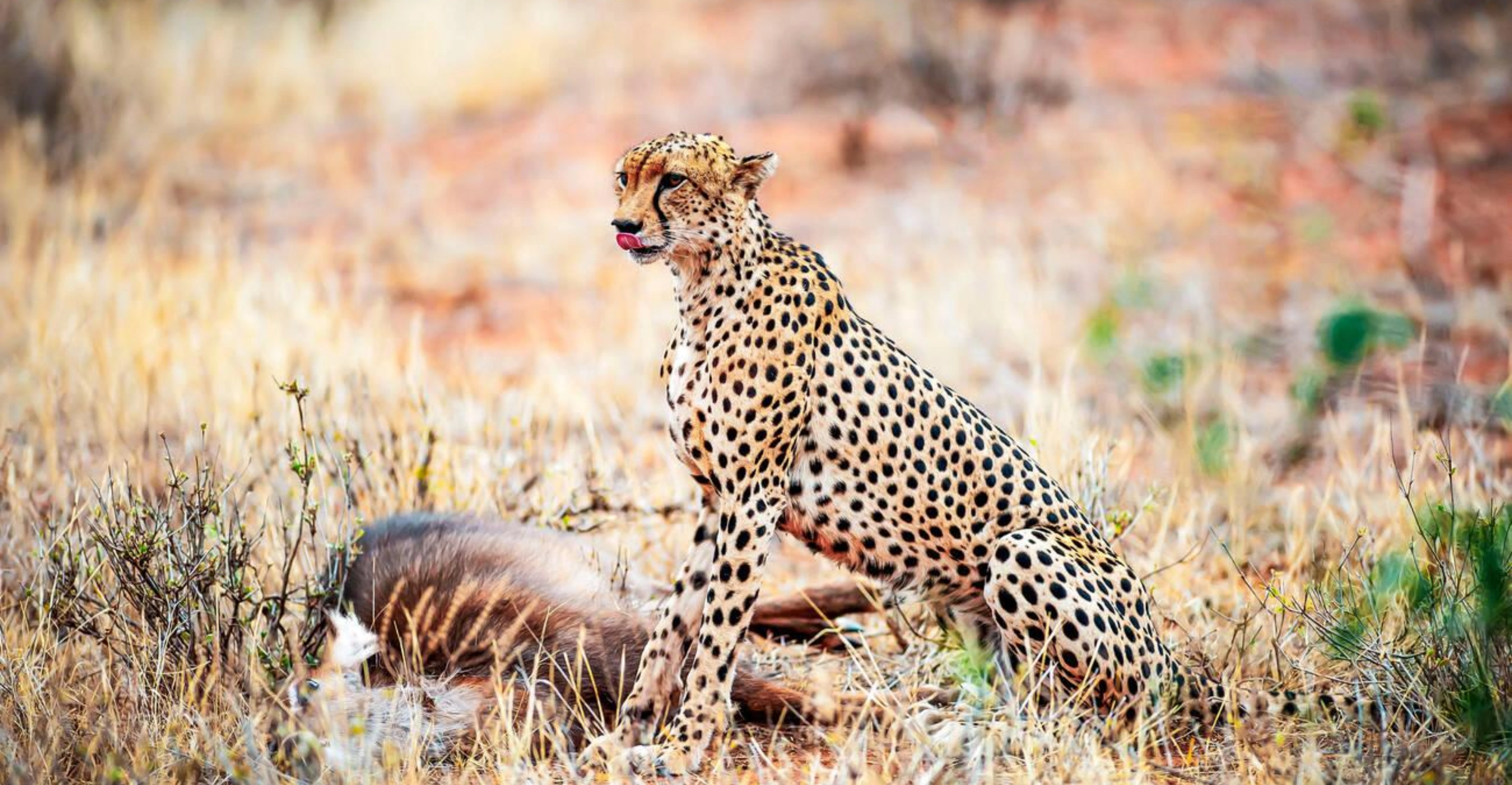 8 Days Kenya Safari Adventure