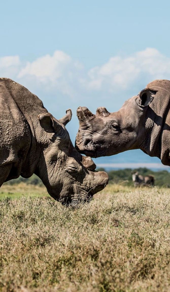 Kenyan Safari Splendor
