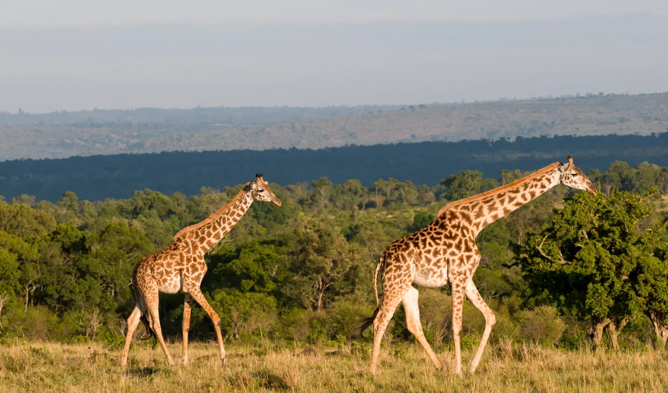 8 Days Luxury Fly-In Kenya Safari