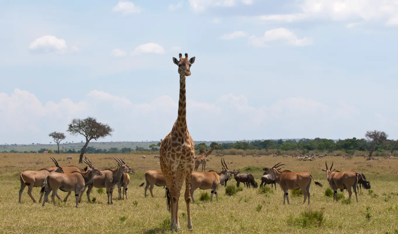 8 Days Luxury Fly-In Kenya Safari