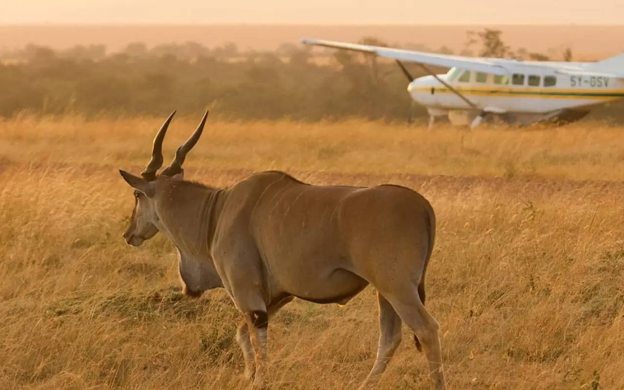 8 Days Luxury Fly-In Kenya Safari 