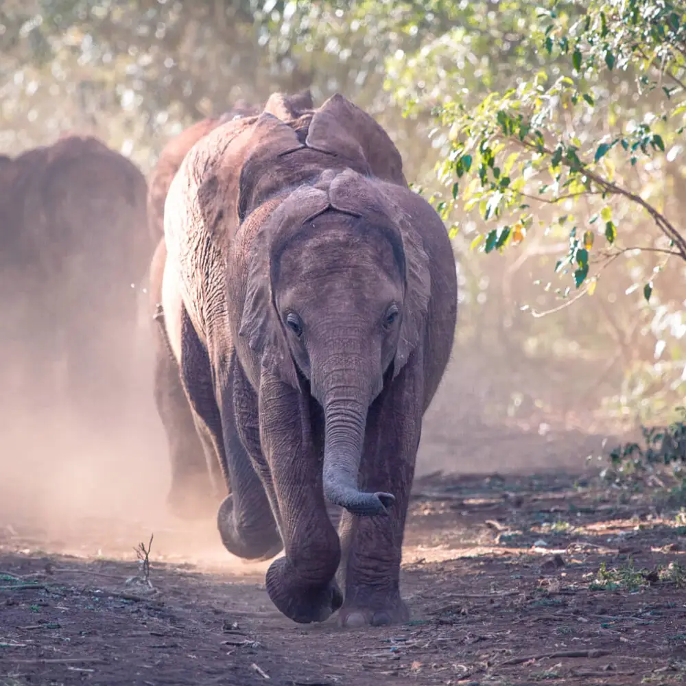 8 Days Luxury Fly-In Kenya Safari Attractions