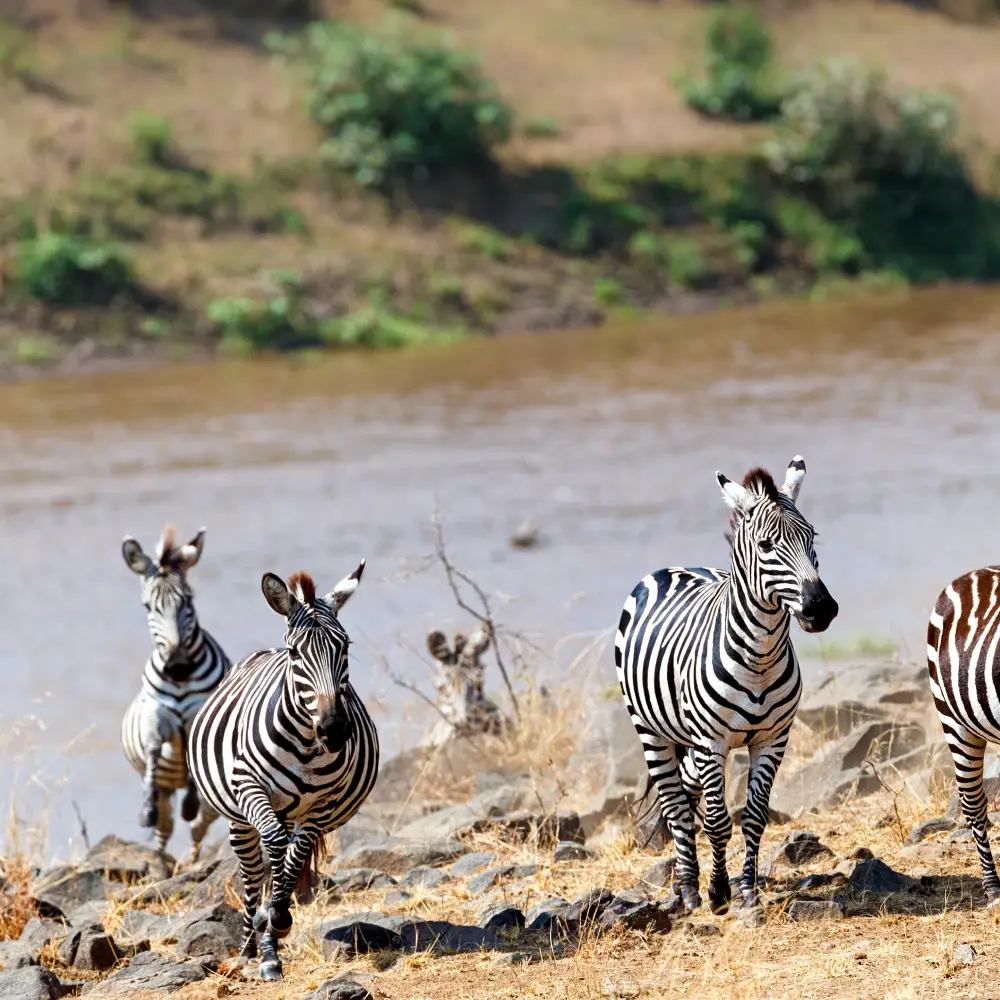 8 Days Luxury Fly-In Kenya Safari Attractions