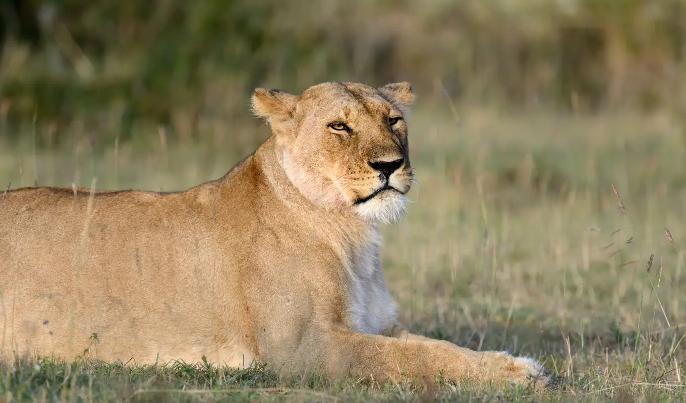 8 Days Luxury Fly-In Kenya Safari