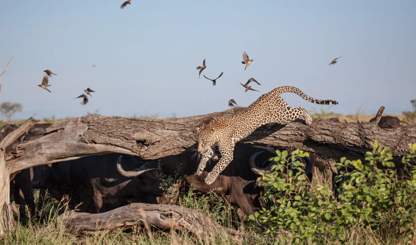 8 Days Luxury Fly-In Kenya Safari