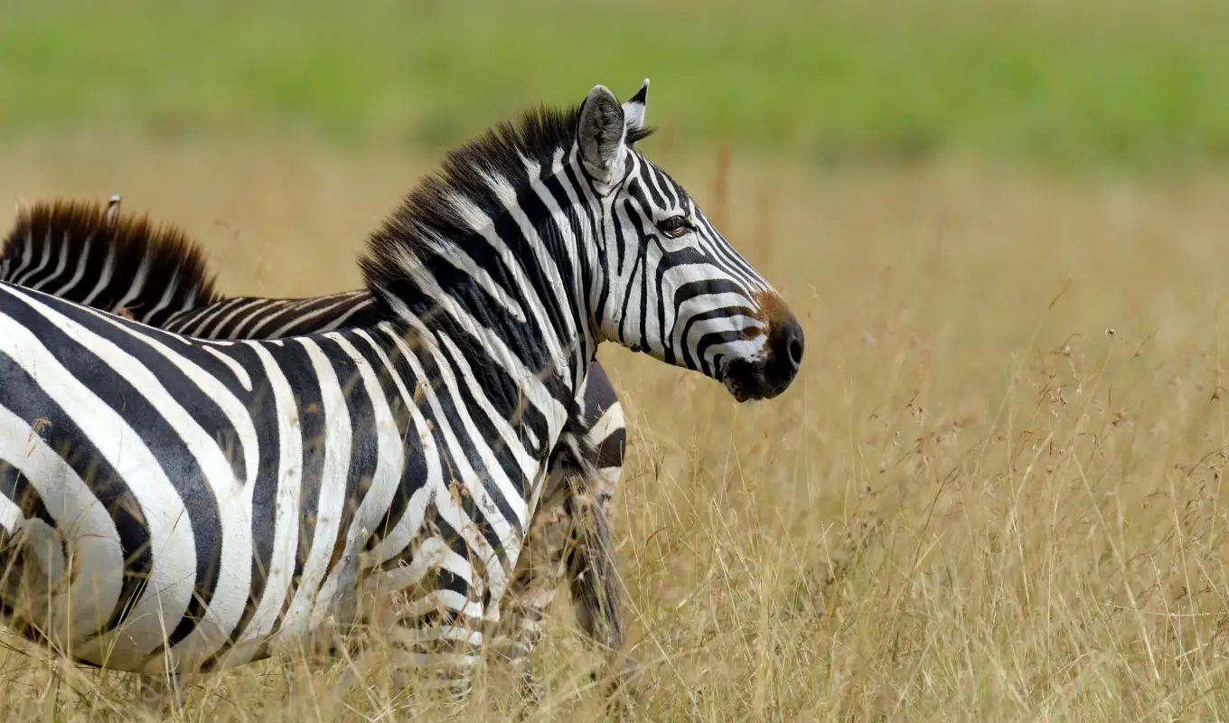 8 Days Luxury Fly-In Kenya Safari