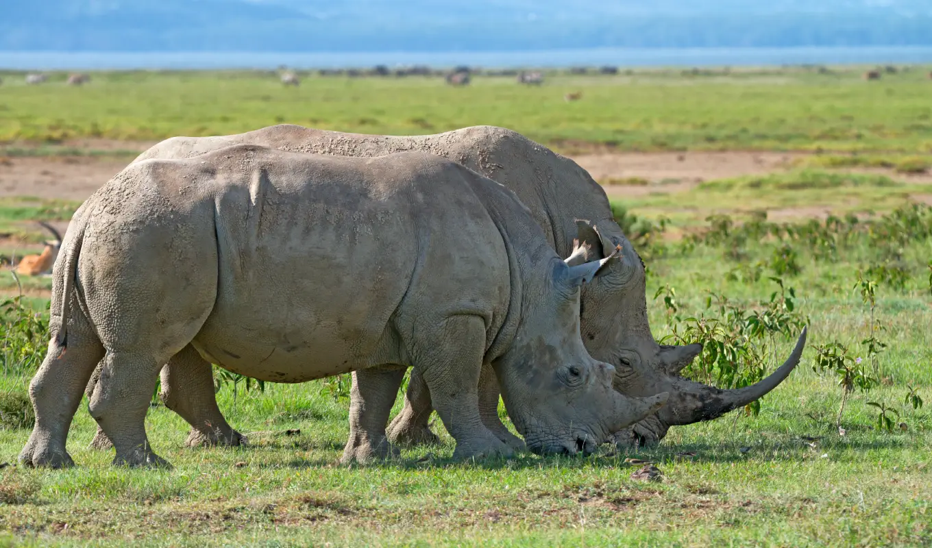 8 Days Luxury Fly-In Kenya Safari